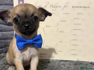 Chihuahua dogs Chihuahua puppies - Advert 6