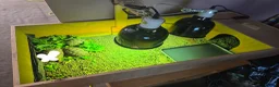 Tortoise reptiles for sale: Leopard tortoises  - Advert 1