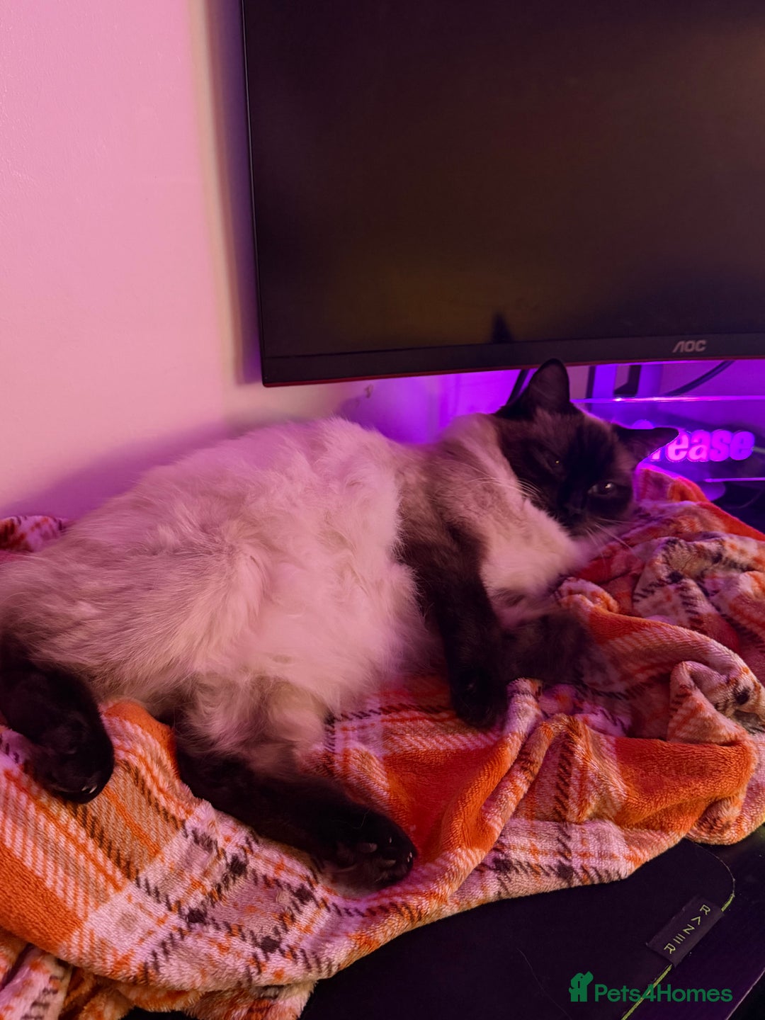 Ragdoll cats for sale: Purebred Ragdoll kitten (wobbly cat syndrome) - Advert 5