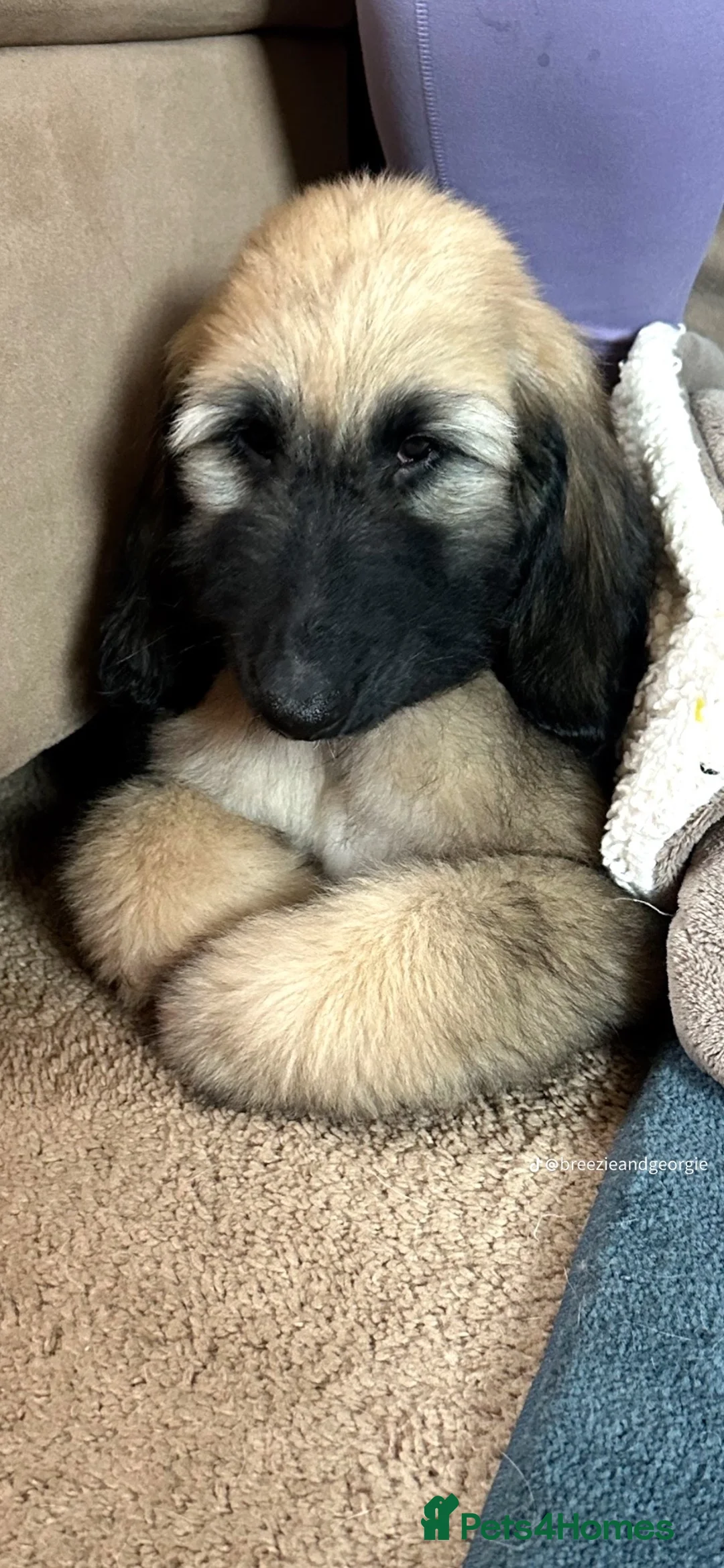 Afghan Hound dogs for sale: Afghan Hound  - Advert 2