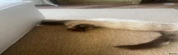 Mixed Breed cats for sale: Three (3) ginger kittens for sale - Advert 2