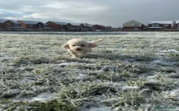 Poochon dogs for sale: Mother and son - Image 10