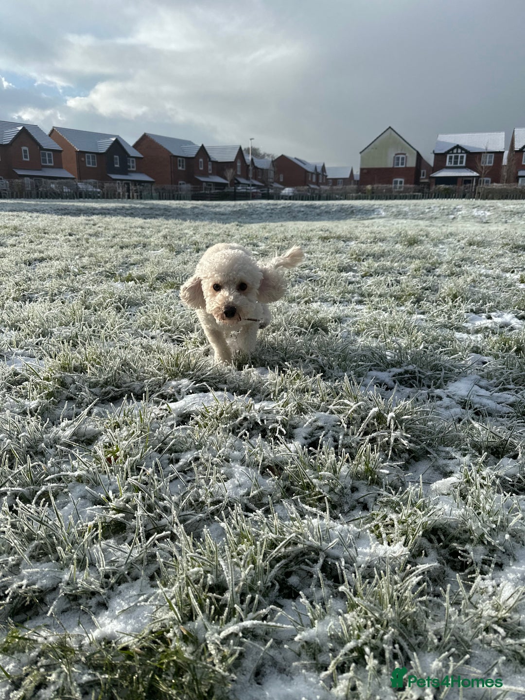 Poochon dogs for sale: Mother and son - Image 10