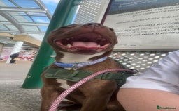 Mixed Breed dogs for sale: Nellie staffy puppy - Image 6