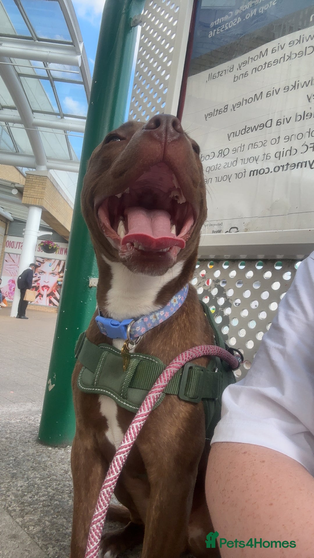 Mixed Breed dogs for sale: Nellie staffy puppy - Image 6