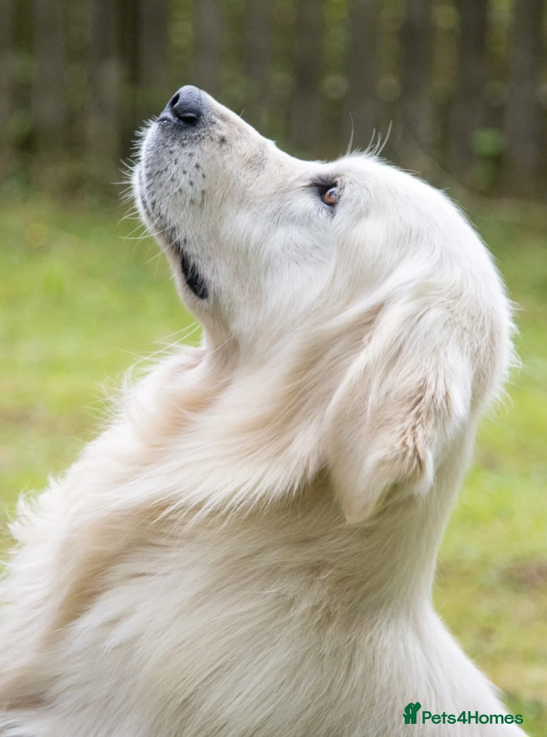 Golden Retriever dogs for sale: Newmiller Retrievers Upcoming Litter Announcement  - Advert 2