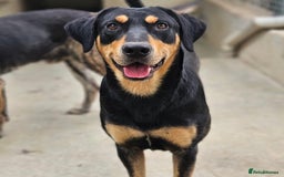 Mixed Breed dogs for adoption: Parker (Hound mix) - Image 4