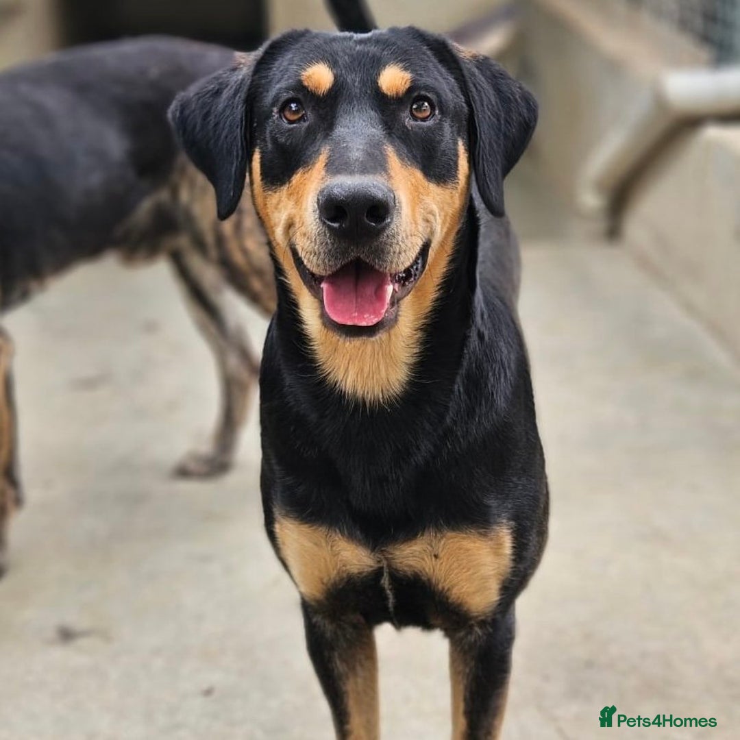 Mixed Breed dogs for adoption: Parker (Hound mix) - Image 4