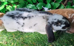 French Lop rabbits for sale: Giant French Lop Planned Litters - Vaccinated   - Image 10
