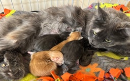 Maine Coon cats for sale: GCCF Registered Kittens. Beautiful lively kittens  - Image 8