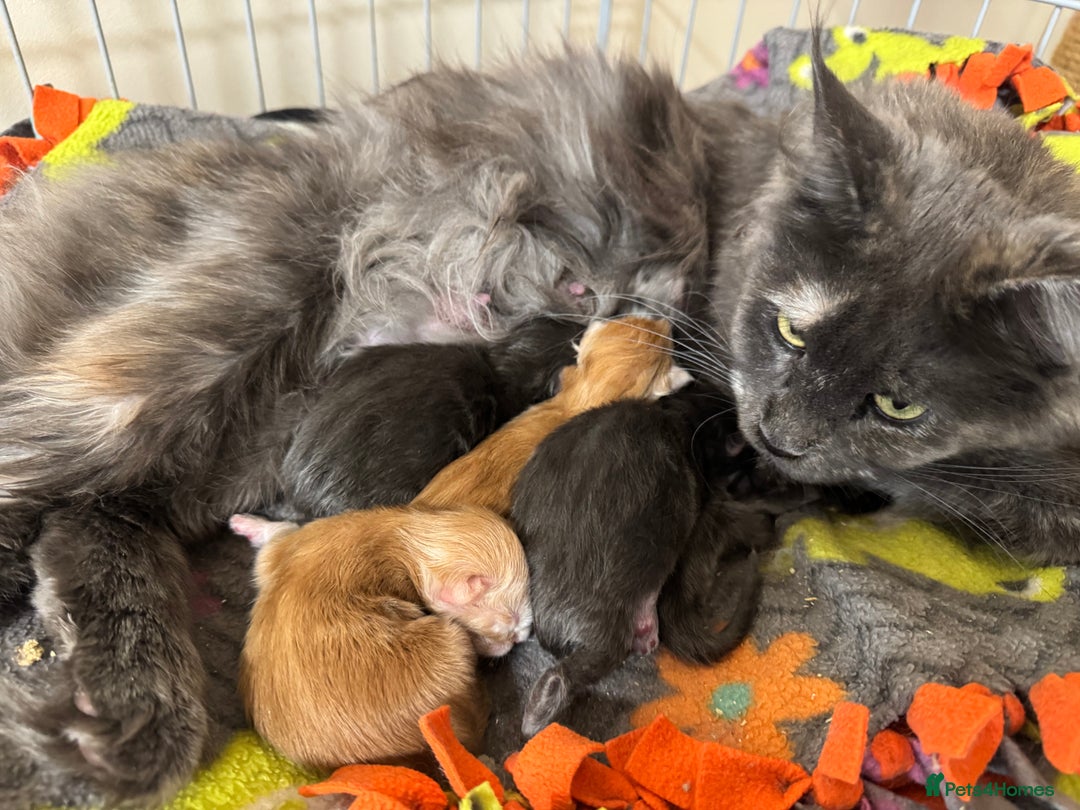 Maine Coon cats for sale: GCCF Registered Kittens. Beautiful lively kittens  - Image 8