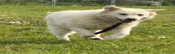 Mixed Breed dogs for adoption: Rosie - Norwich Norfolk  in Norwich - Advert 3