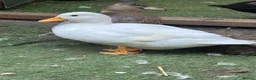 Ducks poultry for sale: Hand reared Drake Call Ducks.  - Advert 5