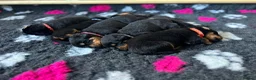 Rottweiler dogs for sale: Rottweiler pups due soon - health tested parents - Advert 10