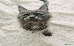 Maine Coon cats for sale: Gorgeous Registered Maine Coon Kittens - Smoke  - Image 1