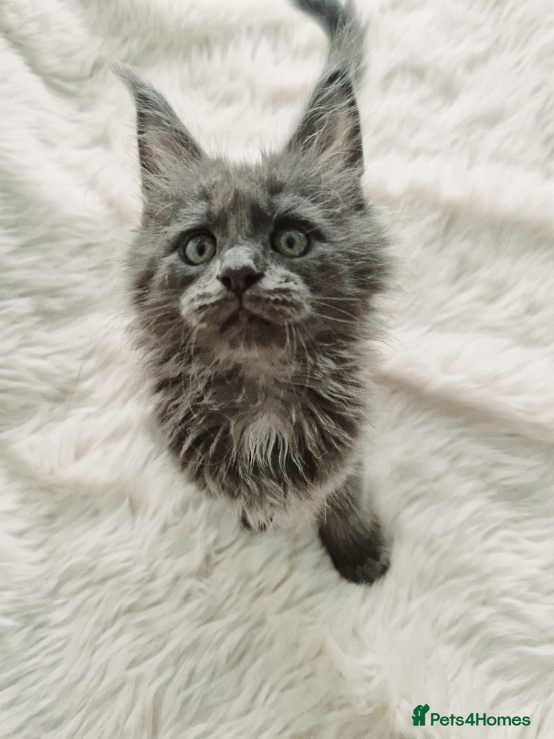 Maine Coon cats for sale: Gorgeous Registered Maine Coon Kittens - Smoke  - Image 1