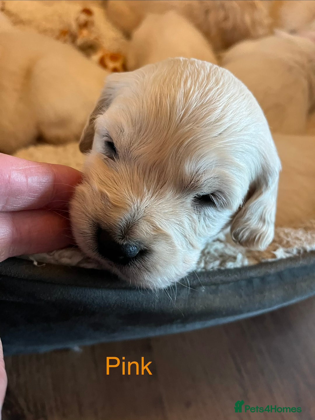 Golden Retriever dogs for sale: KC registered Golden Retriever puppies  - Advert 23