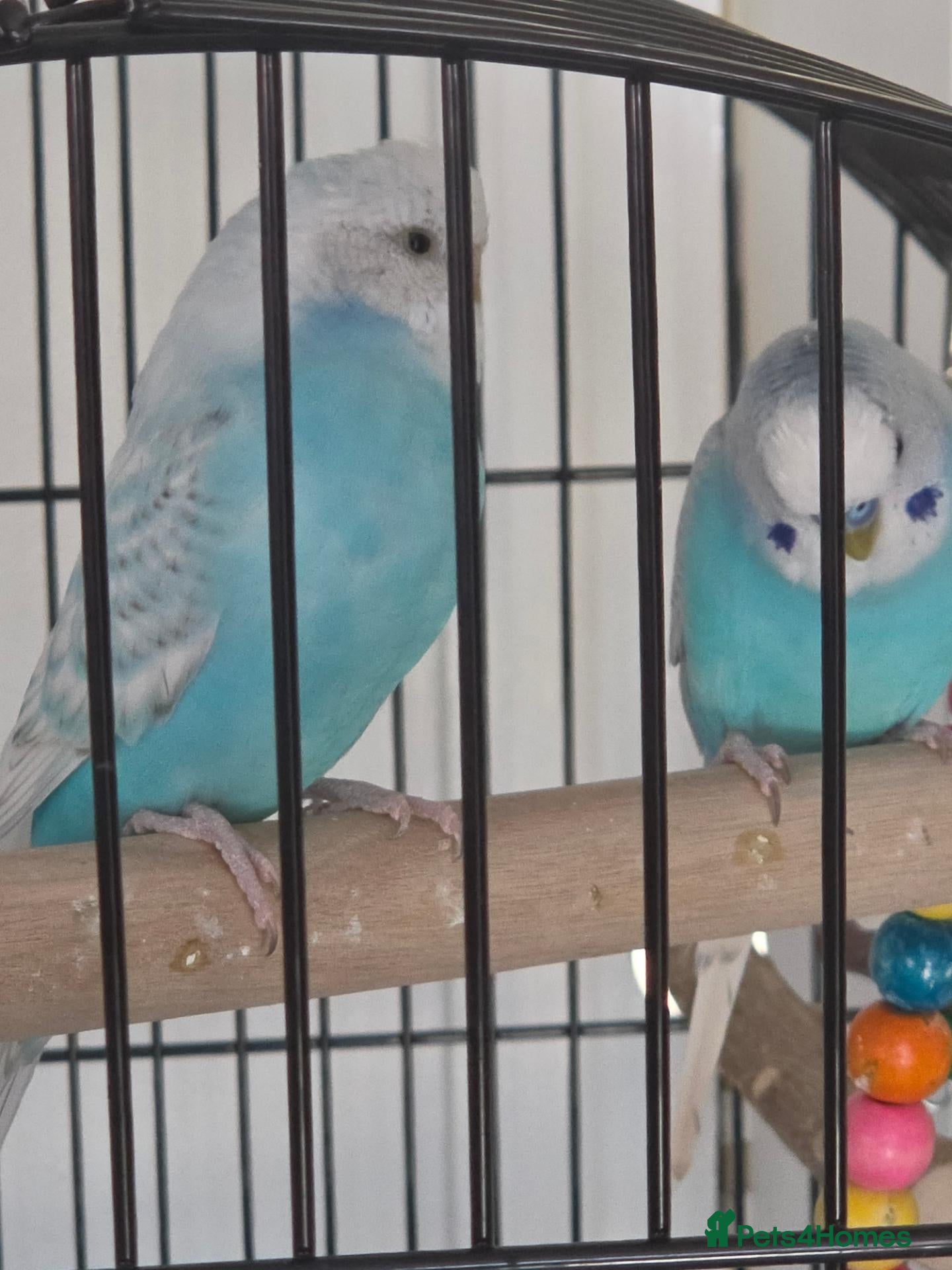 Parrots birds Pair of Blue Budgies for £150 - Advert 15