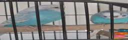 Parrots birds for sale: Pair of Blue Budgies for £150 in Birmingham - Advert 4
