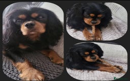 Cavalier King Charles Spaniel dogs for sale: Milly and Blossom - Image 2