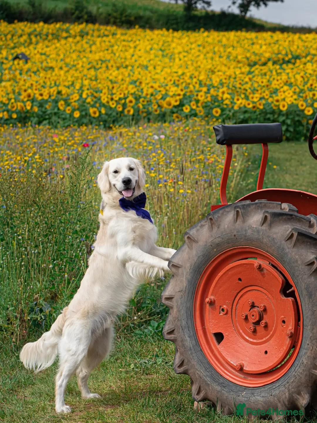 Golden Retriever dogs for stud: Kind, intelligent and loving therapy dog for stud - Advert 29