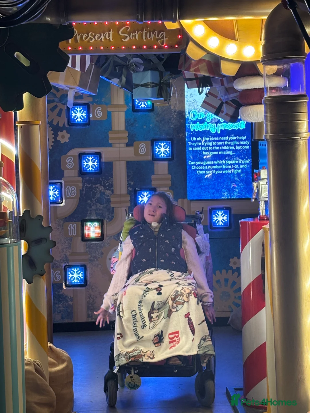 Pomeranian dogs for sale: Pomeranian puppies - Advert 14