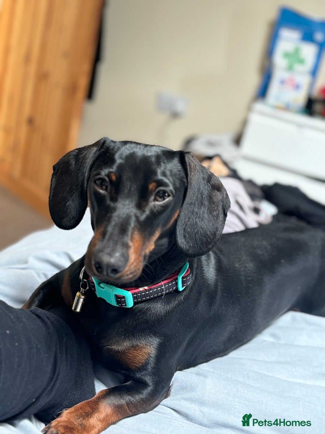 Dachshund dogs for sale: Dachshund Black and Tan male - Slinky - Advert 9