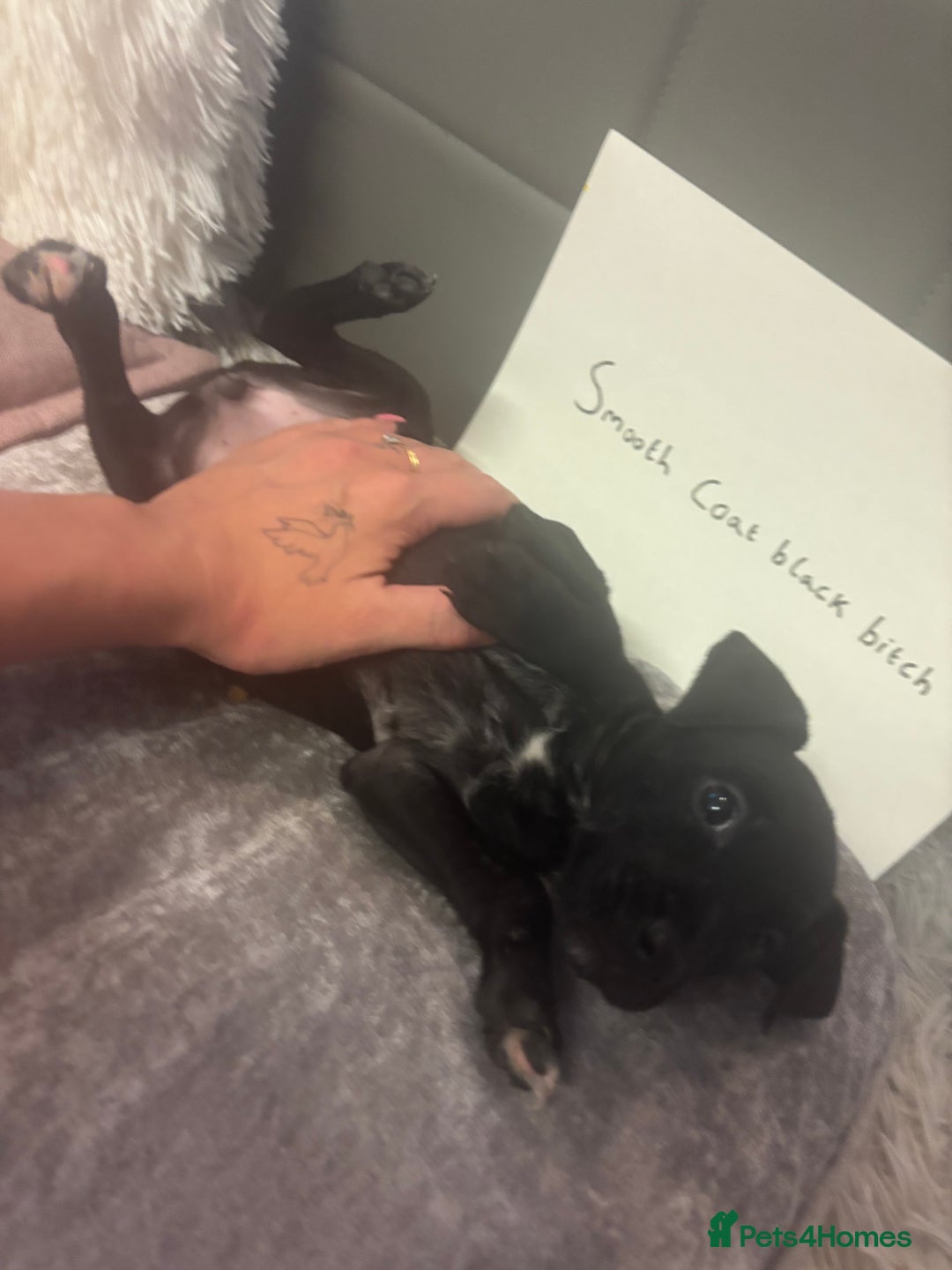 Patterjack dogs for sale: Adorable Girl Puppy Ready for Her Forever Home 🐾 - Image 2