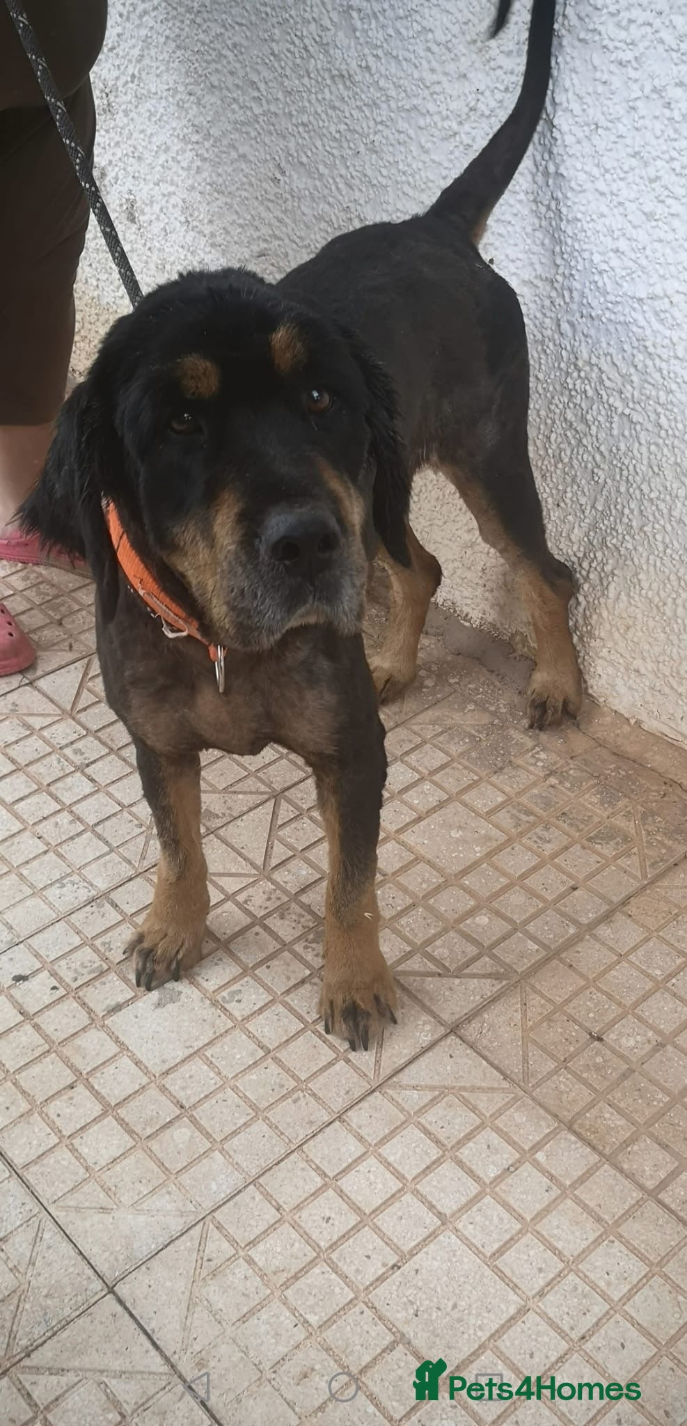 Mixed Breed dogs Zimba ❤️Looking for Her Perfect Kingdom 👑🐾 - Advert 19