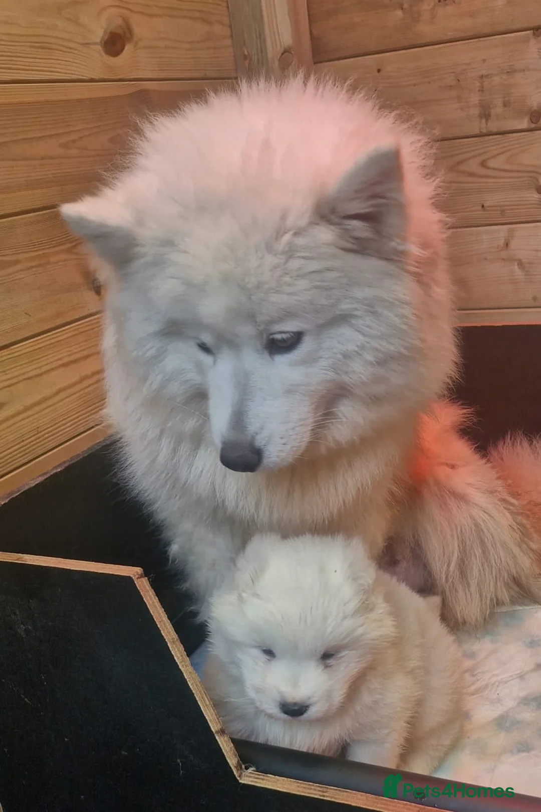 Samoyed dogs for sale: A beautiful little Samoyed girl for sale in Ashbourne - Advert 14