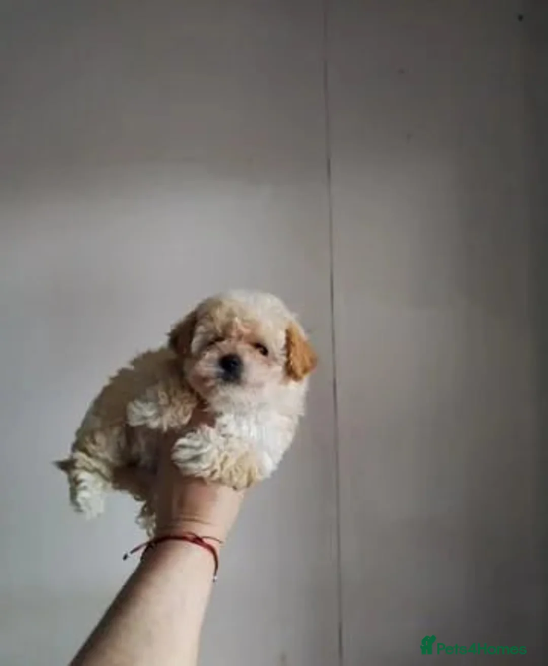 Alaska rabbits for sale: The Pomeranian https://tr.ee/vfh74k - Advert 3