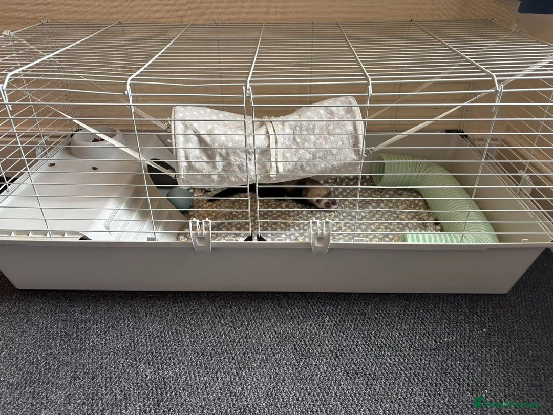 Ferret rodents for sale: Pablito the ferret  - Advert 2