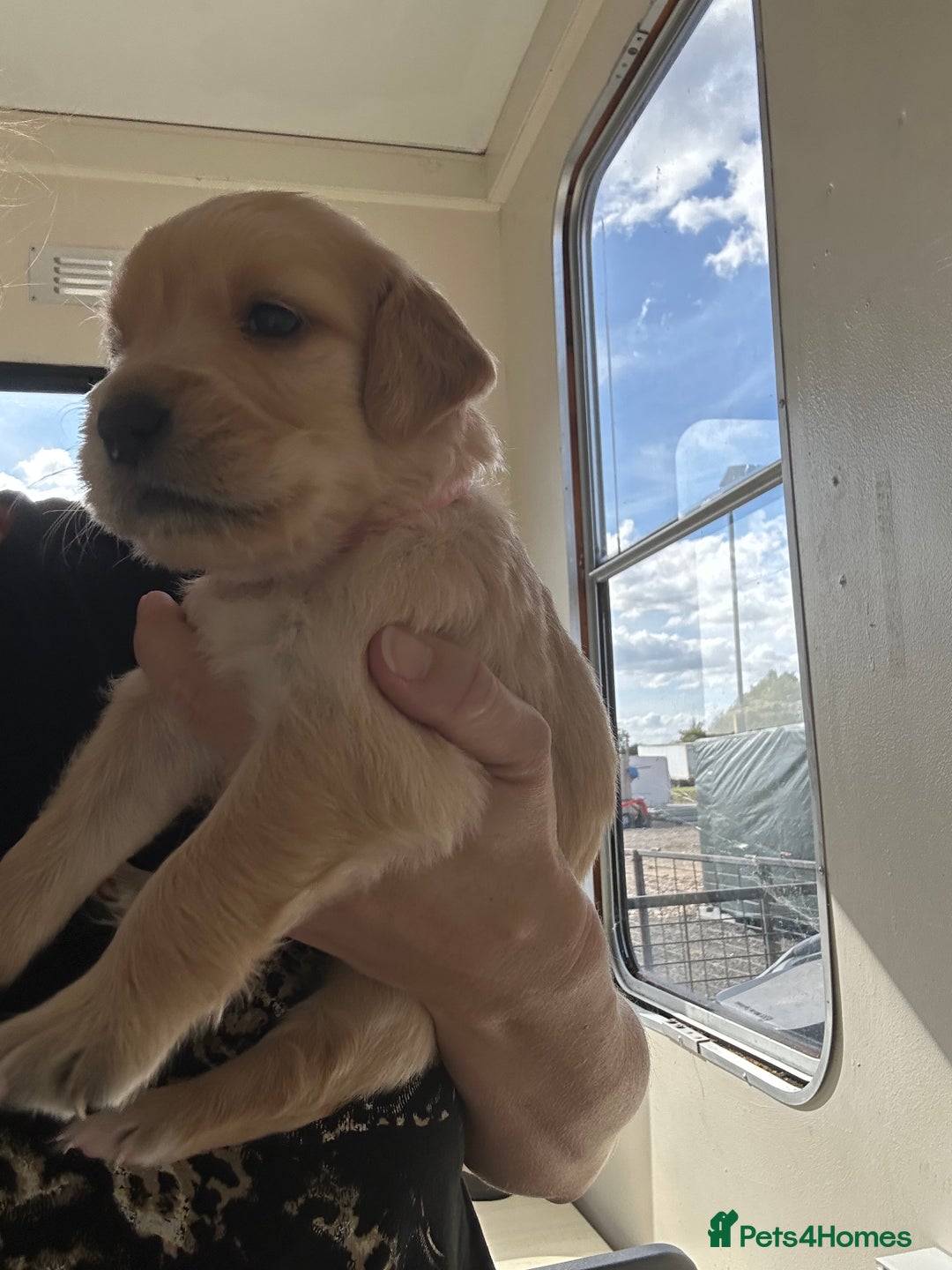 Golden Retriever dogs for sale: Gorgeous golden retriever puppies for sale - Image 17