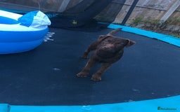 Patterdale Terrier dogs for stud: STUD PATTERDALE - Image 9