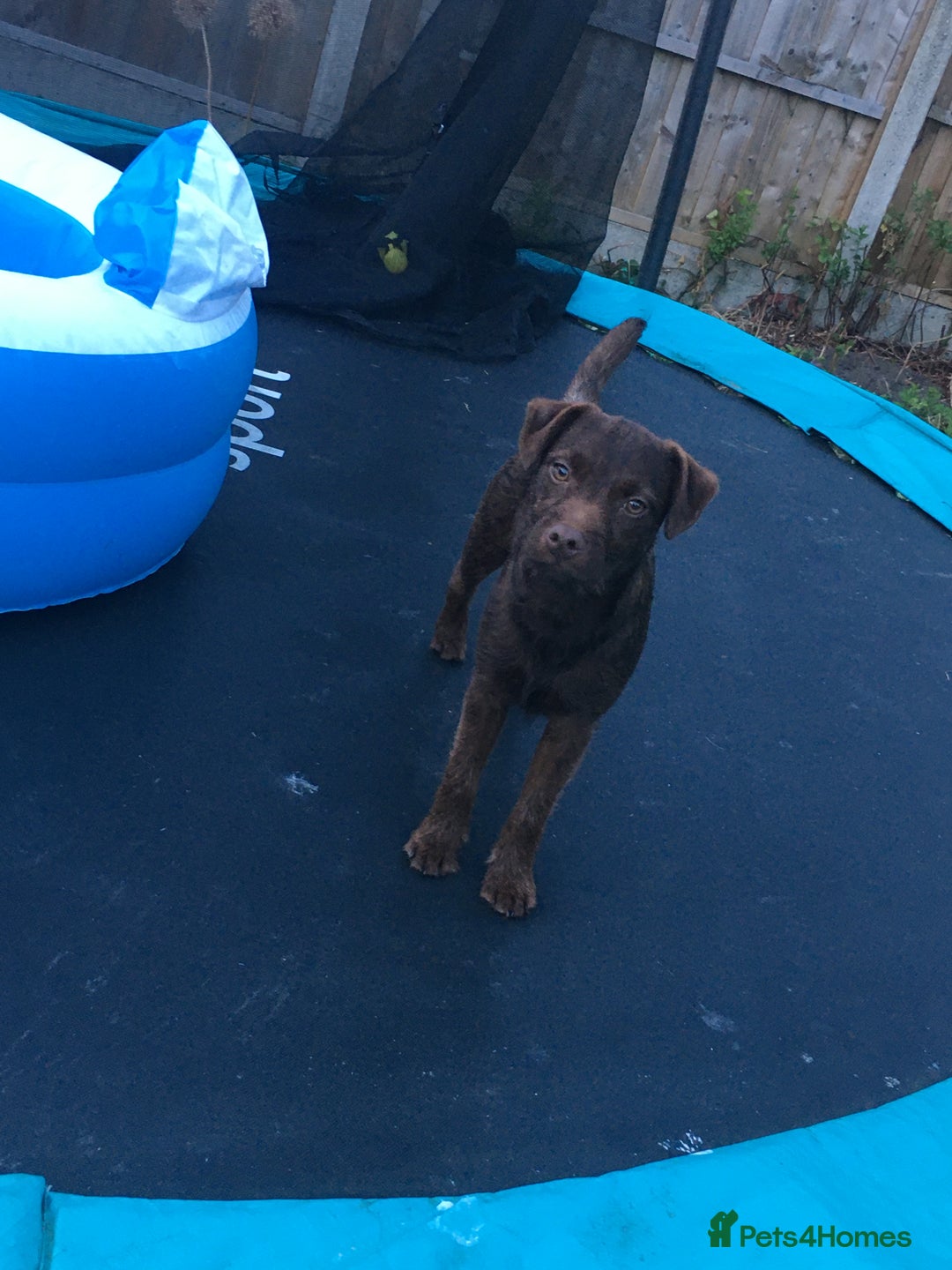Patterdale Terrier dogs for stud: STUD PATTERDALE - Image 9