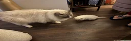 Ragdoll cats for stud: Handsome Ragdoll available for STUD services in Stockport - Advert 11