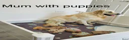Goldendoodle dogs for sale: Goldendoodle  - Advert 10
