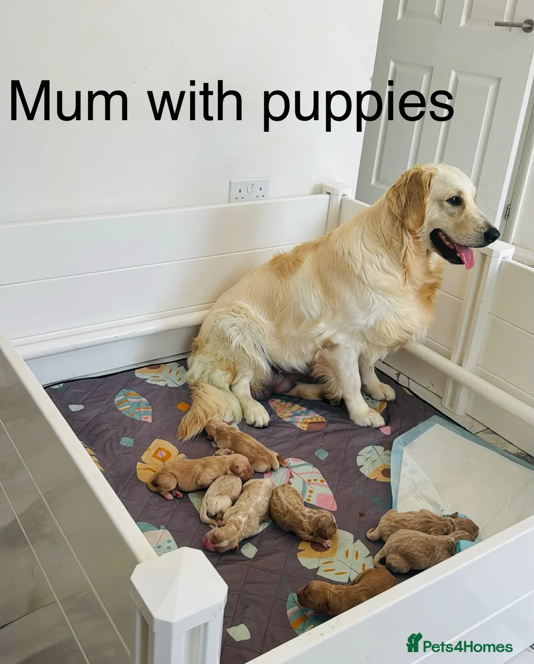 Goldendoodle dogs for sale: Goldendoodle  - Advert 10
