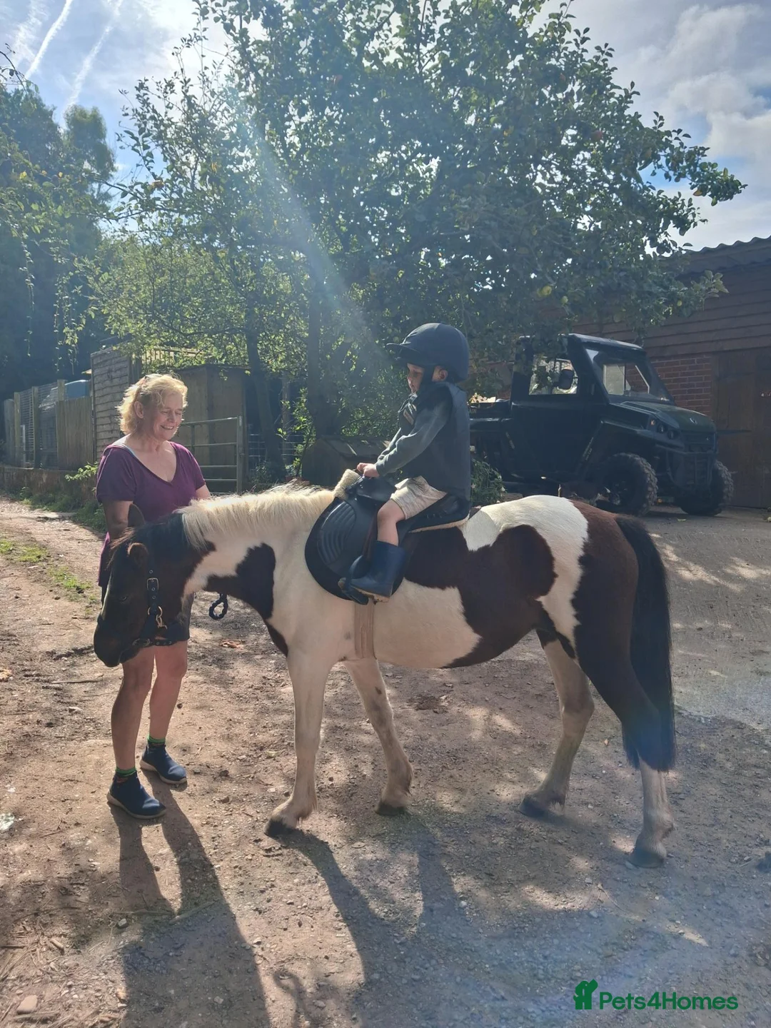 Dartmoor horses for sale: Cracking kids lead rain or 2nd pony. Hunting pony in Sidmouth - Advert 10
