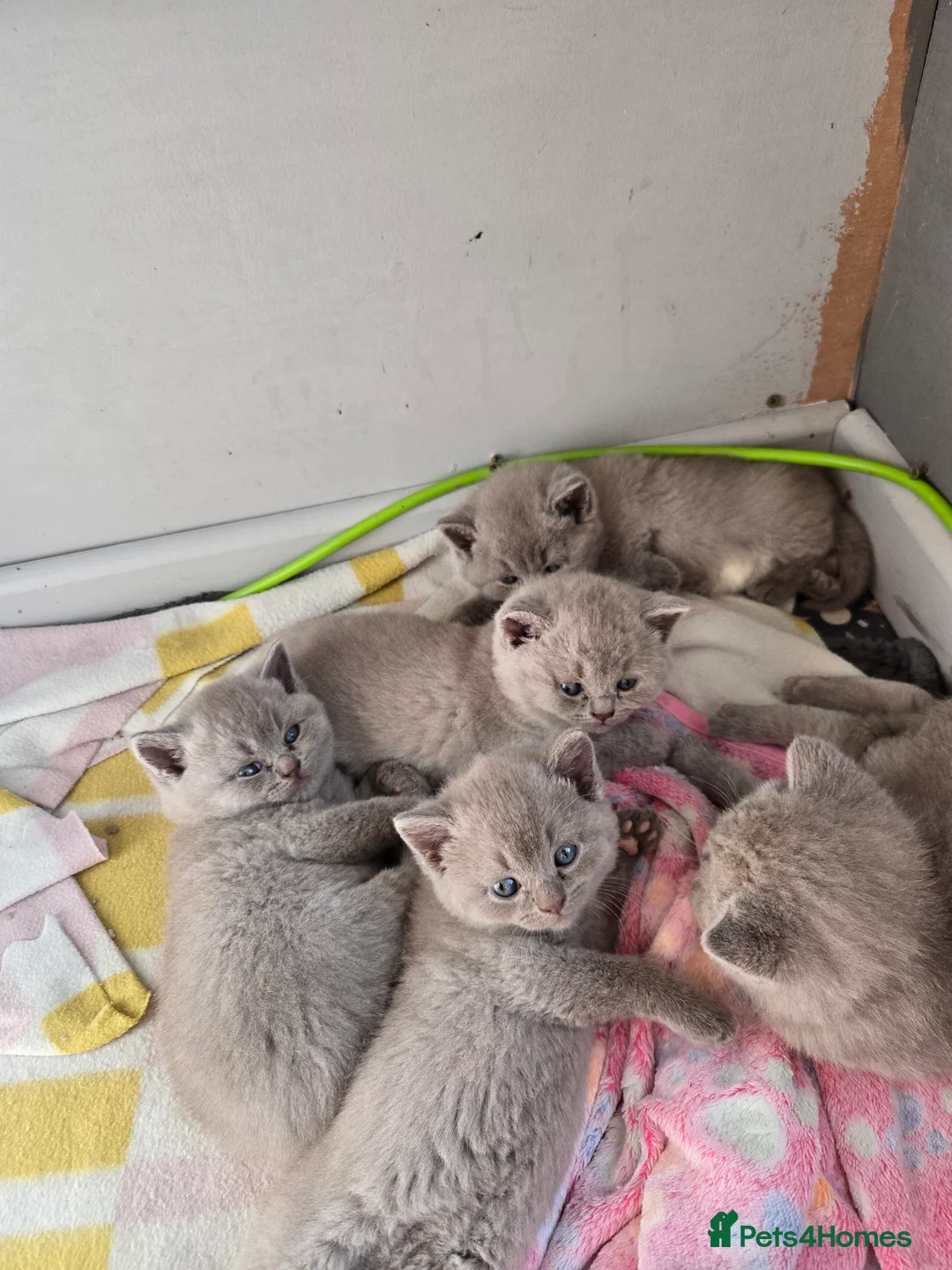 British Shorthair cats for sale: British short hair kittens  - Advert 5