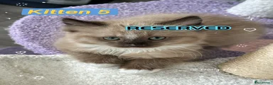 Kitten 5