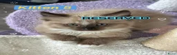 Ragdoll cats for sale: Amazing Ragdoll kittens in Leighton Buzzard - Advert 5