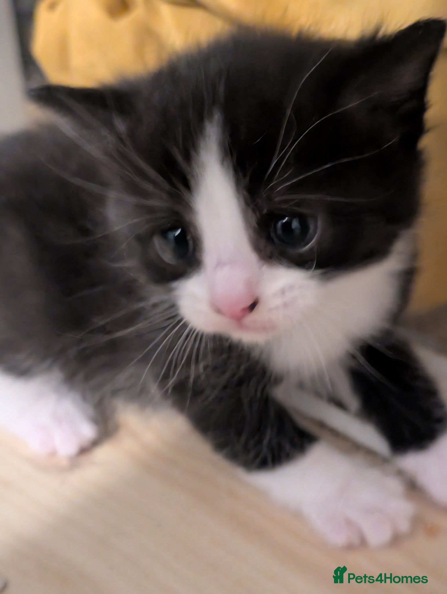Domestic Shorthair cats for sale: 🖤 LAST KITTEN REMAINING – Midnight 🖤 - Advert 26