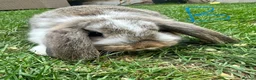 Mini Lop rabbits for sale: Mini Lop Rabbits For Sale  - Advert 14
