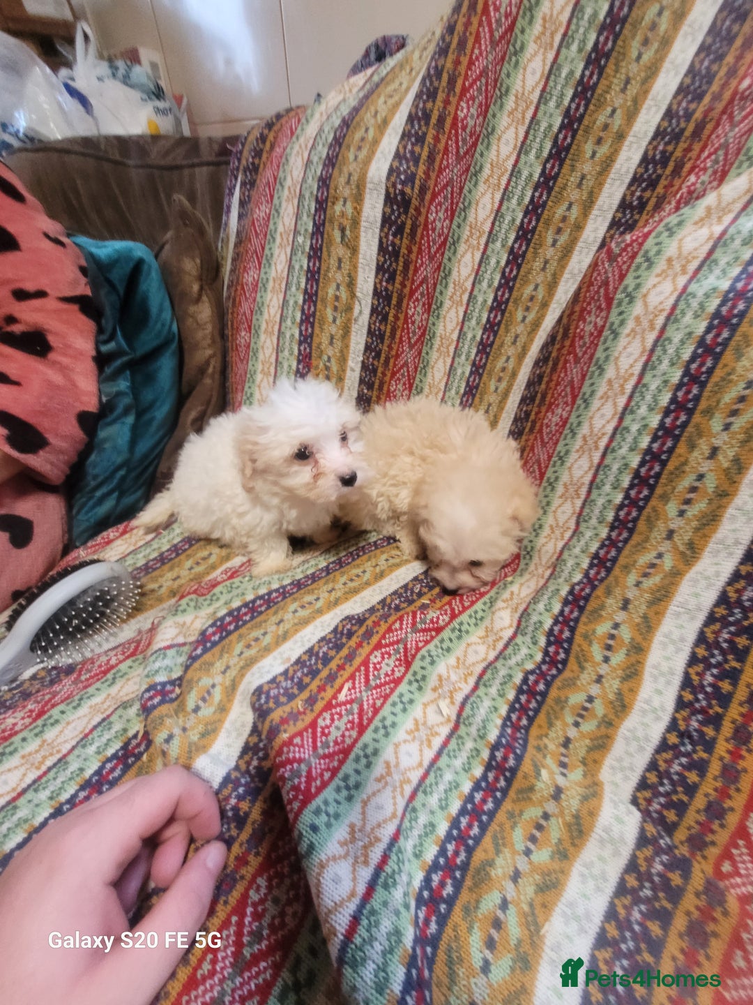 Miniature Poodle dogs for sale: Miniture poodle pups  - Advert 4