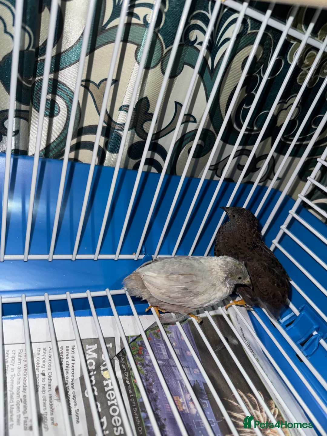 Mixed Breed birds for sale: Young pair of Quail Birds for Sale - Advert 3