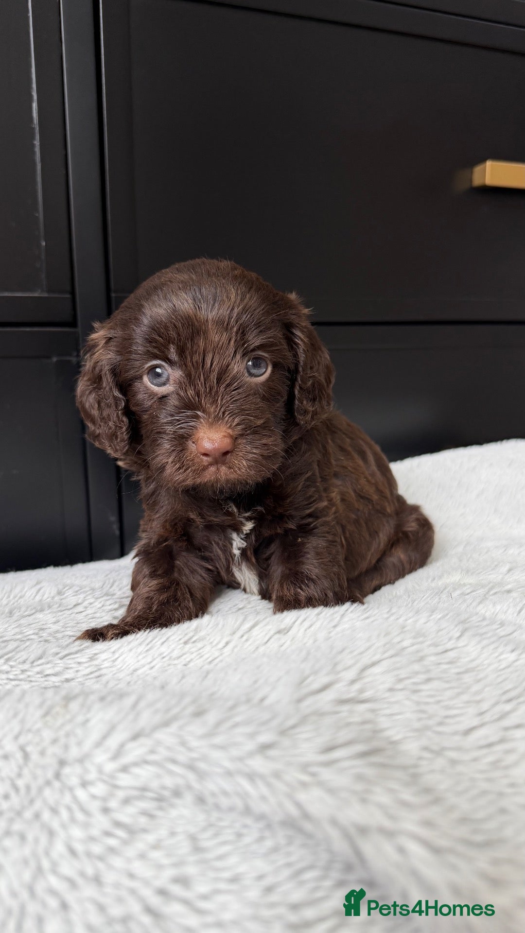 Cavapoo dogs Chocolate Cavapoos amazing quality - Advert 8