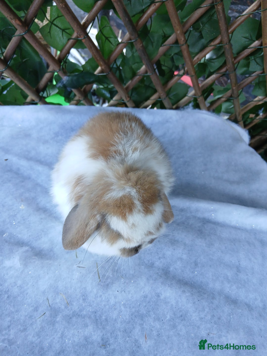Mini Lop rabbits for sale: ALL REHOMED - Advert 6