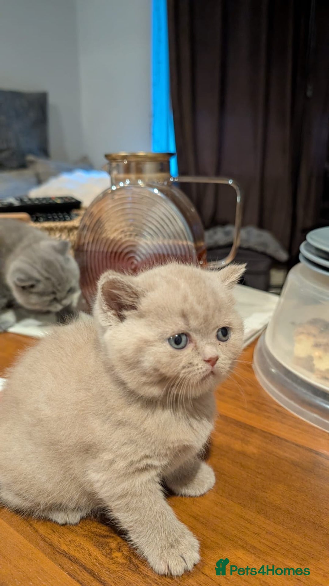British Shorthair cats for sale: Multi-colour GCCF British Shorthair kittens  - Advert 22