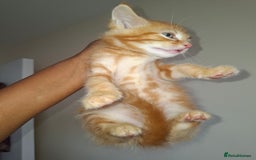 Ragdoll cats for sale: Kittens  - Image 1